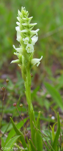 Spiranthes romanzoffiana Cham.