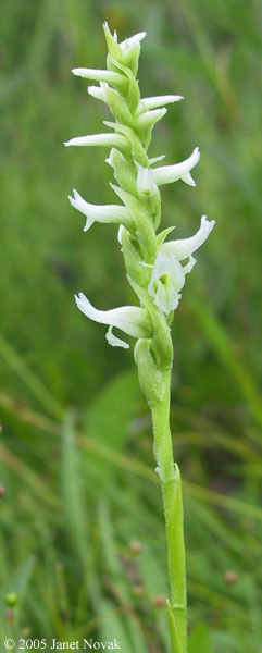 Spiranthes romanzoffiana Cham.