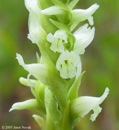 Spiranthes romanzoffiana Cham.