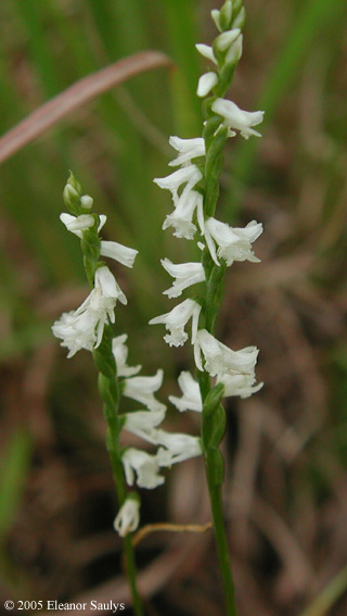 Spiranthes tuberosa Raf.