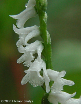 Spiranthes tuberosa Raf.