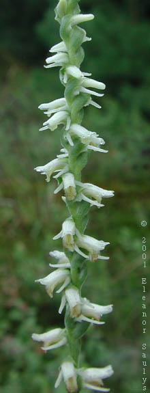 Spiranthes vernalis Engelm. & Gray