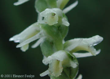Spiranthes vernalis Engelm. & Gray