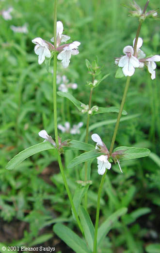 Stachys hyssopifolia Michx.