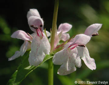 Stachys hyssopifolia Michx.