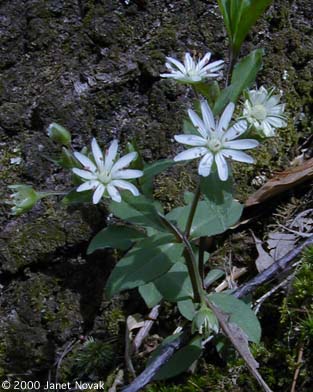 Stellaria corei Shinners