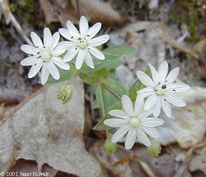 Stellaria corei Shinners