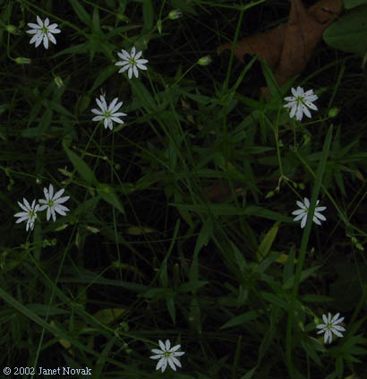Stellaria graminea L.