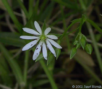 Stellaria graminea L.