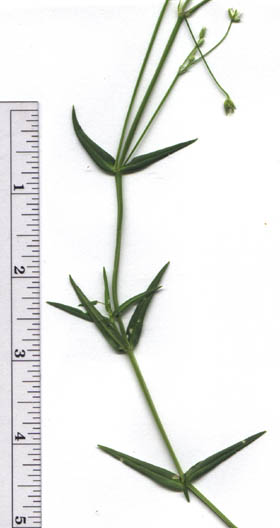 Stellaria graminea L.