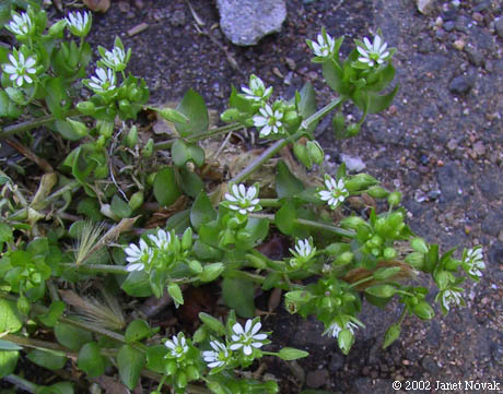 Stellaria media (L.) Vill.