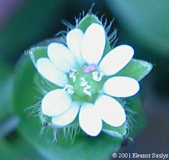 Stellaria media (L.) Vill.