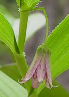 Streptopus lanceolatus (Ait.) Reveal