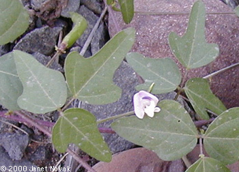 Strophostyles helvula (L.) Ell.