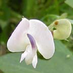 Strophostyles helvula (L.) Ell.