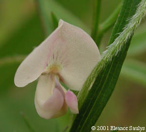 Strophostyles leiosperma (Torr. & Gray) Piper