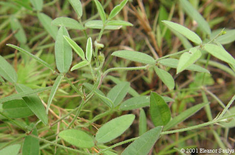 Strophostyles leiosperma (Torr. & Gray) Piper