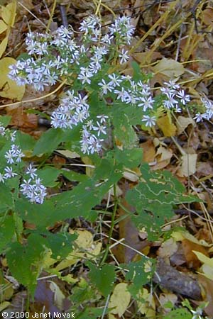 Symphyotrichum cordifolium (L.) Nesom