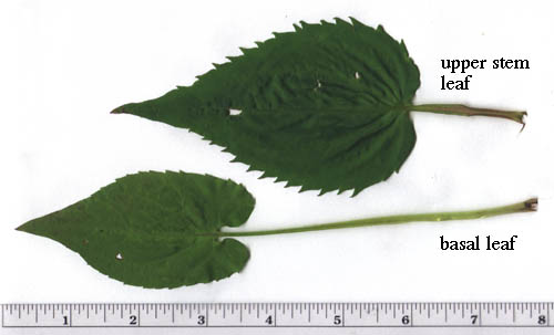 Symphyotrichum cordifolium (L.) Nesom