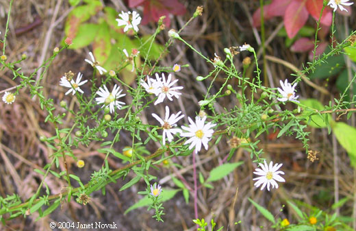 Symphyotrichum dumosum (L.) Nesom