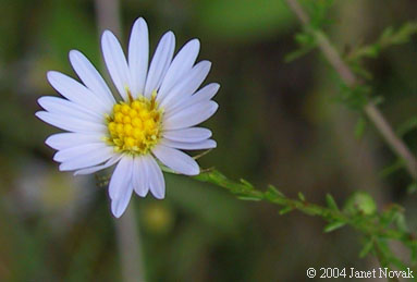 Symphyotrichum dumosum (L.) Nesom