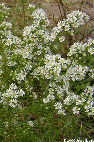 Symphyotrichum ericoides (L.) Nesom