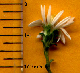 Symphyotrichum ericoides (L.) Nesom