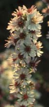 Symphyotrichum ericoides (L.) Nesom