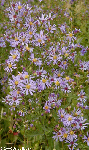 Symphyotrichum laeve (L.) A.& D. Lˆve
