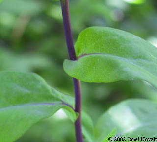 Symphyotrichum laeve (L.) A.& D. Lˆve