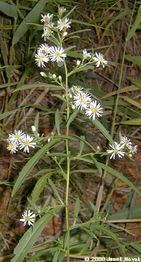 Symphyotrichum lanceolatum (Willd.) Nesom