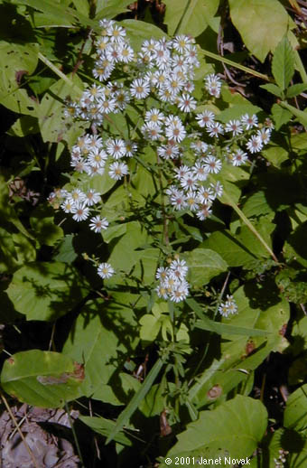 Symphyotrichum lateriflorum (L.) A.& D. Lˆve