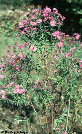 Symphyotrichum novae-angliae (L.) Nesom