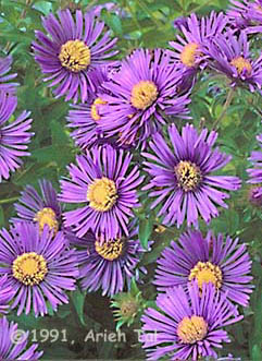 Symphyotrichum novae-angliae (L.) Nesom