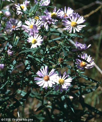 Symphyotrichum novi-belgii (L.) Nesom