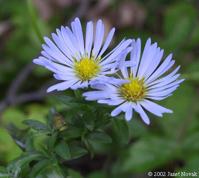 Symphyotrichum novi-belgii (L.) Nesom