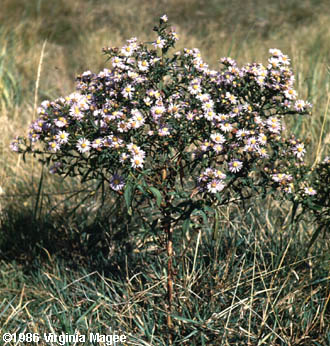 Symphyotrichum novi-belgii (L.) Nesom