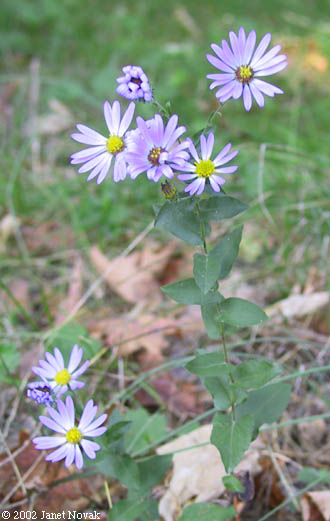 Symphyotrichum patens (Ait.) Nesom