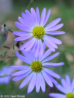 Symphyotrichum patens (Ait.) Nesom