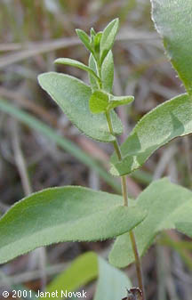 Symphyotrichum patens (Ait.) Nesom