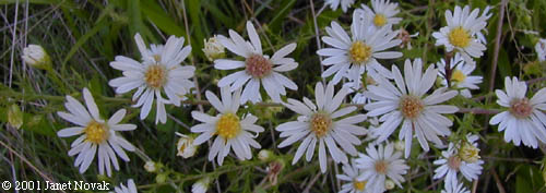 Symphyotrichum pilosum (Willd.) Nesom