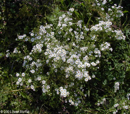 Symphyotrichum pilosum (Willd.) Nesom