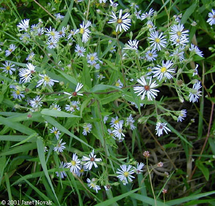 Symphyotrichum puniceum (L.) A.& D. Lˆve