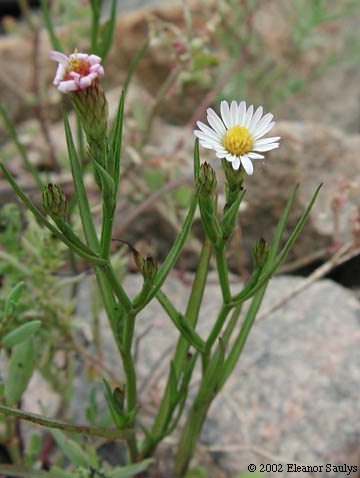 Symphyotrichum tenuifolium (L.) Nesom