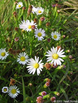 Symphyotrichum tenuifolium (L.) Nesom