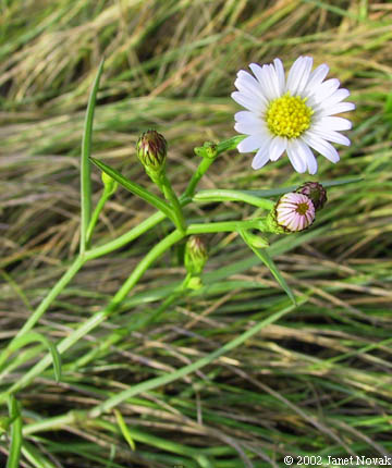 Symphyotrichum tenuifolium (L.) Nesom