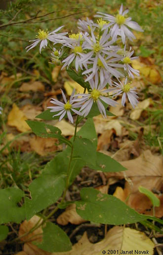 Symphyotrichum undulatum (L.) Nesom