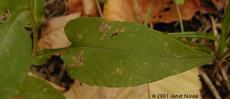 Symphyotrichum undulatum (L.) Nesom