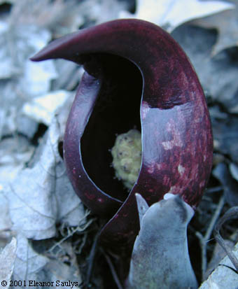 Symplocarpus foetidus (L.) Salisb. ex Nutt.