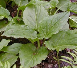 Symplocarpus foetidus (L.) Salisb. ex Nutt.